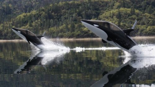 Dive, Breach And Do Barrel Rolls Like A Majestic Ocean Beast In This Ridiculous 'Boat'