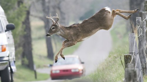 French Cops Warn Drivers Drunk Deer Are Dangerous On The Road. Sober Deer Still OK