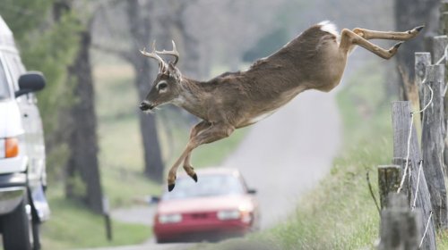 French Cops Warn Drivers Drunk Deer Are Dangerous On The Road. Sober Deer Still OK