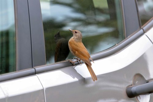 Can Bird Droppings Damage Your Car Paint? Here’s What Auto Experts Say