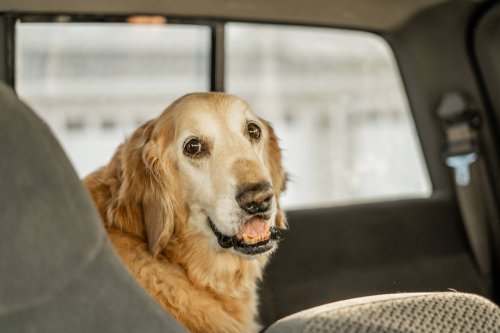 The 5 Best Waterproof Car Seat Covers to Survive Sandy Paws and Muddy Summer Adventures