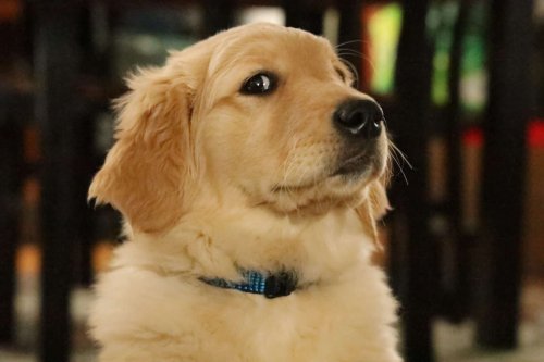 10 Car Essentials Every Dog Owner Needs
