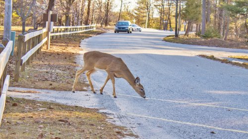 'They don't hear the engine noise': EV owner notices surprising behavior with animals on neighborhood streets