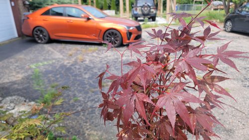Short-Sighted Profiteering Is Killing Enthusiast Cars—And Future Enthusiasts