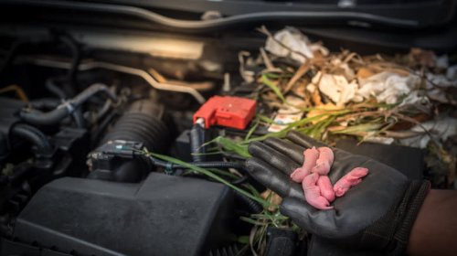 There Can Be Some Terrifying Stuff In Your Car's Air Filters