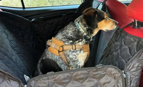 Which are the Best Cars For Dogs? These are Our Favorites—and Top Accessories—For Taking Your Fur Baby Along