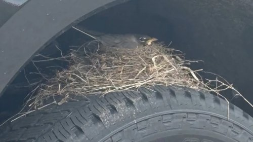 Ford, Ford F-250, Baby Birds That Made A Sold Ford F-250 Their Home Have Officially Flown The Coop