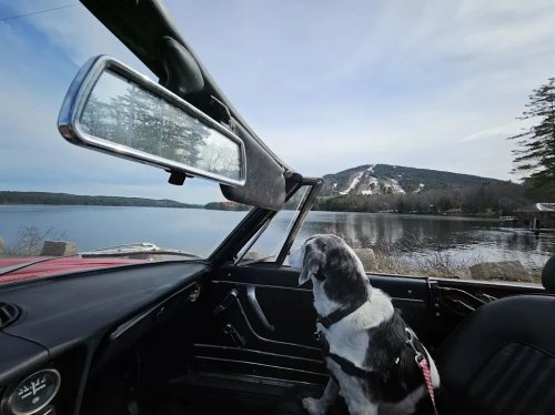 1975 Alfa Romeo Spider For Sale