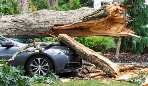 Who Is Responsible When A Tree Falls On Your Car?