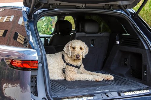 Land Rover Range Rover, Range Rover, Land Rover, Rover, SUV, Range Rover Review: Land Rover's Luxury SUV Seems Built To Haul Dogs In Comfort