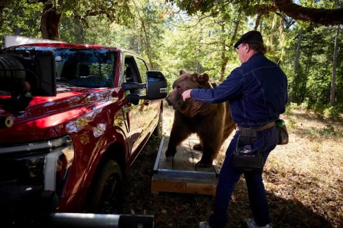 Ford, Ford F-150, Kodiak Bear Weighing Over 360 Kg Puts Ford F-150’s Security Package to the Test