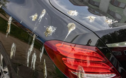 How to prevent bird poo and other tree nuisances from damaging your car