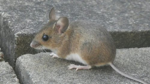 Rodent Chews Through Soy-Based Wire Insulation Causing $3,200 In Damage To Car