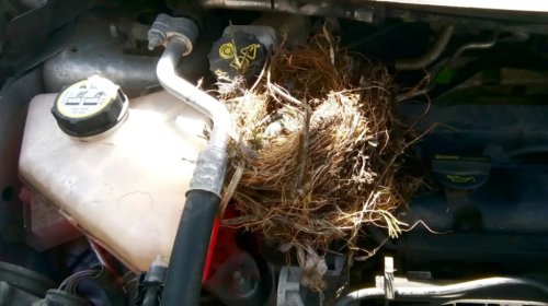 How To Deal With A Bird Nest In Your Car