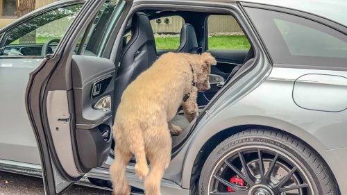 Mercedes-AMG E53, 2026 Mercedes-AMG E53 Dog Review: Built For This