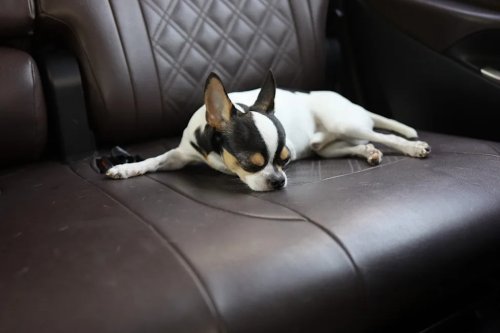 Chevy, How One Writer’s Dog Learned To Recognize the Sound of an Approaching Chevy EV