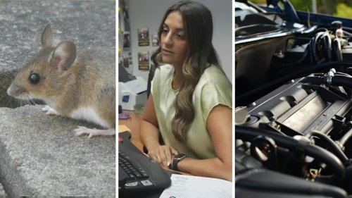 Rodent Chews Through Soy-Based Wire Insulation Causing $3,200 In Damage To Car