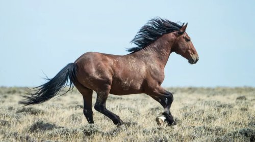 Ford, Ford Mustang, What Is The Ford Mustang Named After? The History Behind The Name