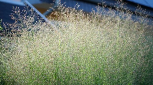 University Of Tennessee Gets Major Funding To Make Car Parts Out Of Grass
