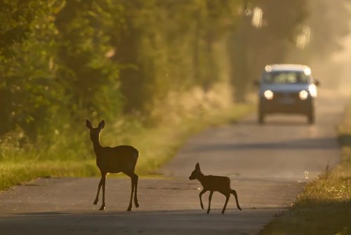 Drivers shouldn't swerve to avoid deer, road safety experts say