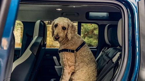 2026 Land Rover Defender Dog Review: What More Do You Want?