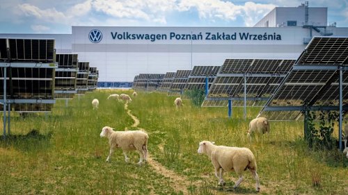 Volkswagen, Volkswagen Factories Are Replacing Lawnmowers With Sheep