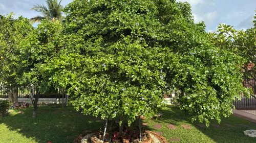 This Super Hard, Dense, Oily Wood Is Still Used For Bearings And Seals