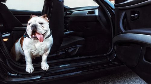 What's The Best Car For Your Dog?
