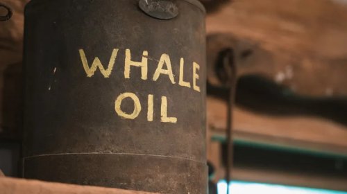 How Whale Oil Helped Cars Survive Before Modern Lubricants