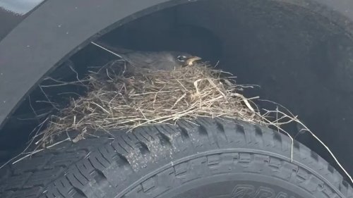 Ford, Ford F-250, Ford F-250 Buyer Legally Can’t Take His Truck Home Because Of A Robin