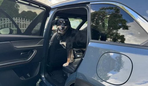 Which are the Best Cars For Dogs? These are Our Favorites—and Top Accessories—For Taking Your Fur Baby Along