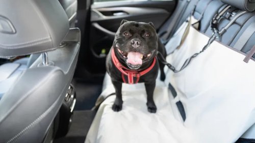Signs Mold Is Forming In Your Car (And How To Fight It)