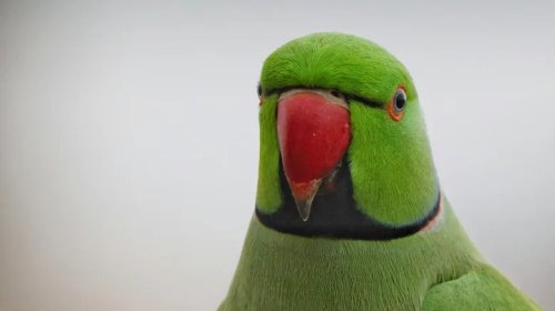 Rogue Parakeet Carries Out Potentially Unstoppable Campaign Of Car Damage
