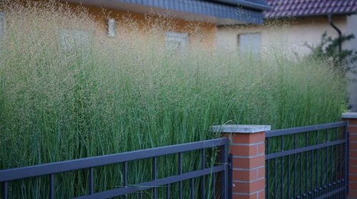 University Of Tennessee Gets Major Funding To Make Car Parts Out Of Grass