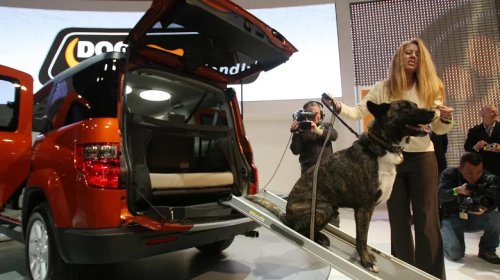These Are The Best Cars For Your Dog