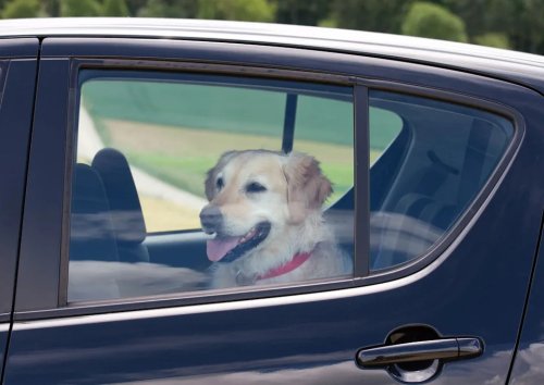 15 Things You Should Definitely Never Keep in Your Car