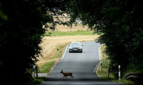Drivers shouldn't swerve to avoid deer, road safety experts say