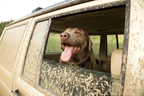 SEAT, The 5 Best Waterproof Car Seat Covers to Survive Sandy Paws and Muddy Summer Adventures