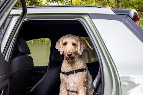 Hyundai, Hyundai Santa Cruz, 2026 Hyundai Santa Cruz Dog Review: A Small Truck With Big Potential