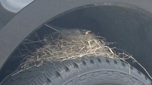 Robin Flips Ford Dealer The Bird By Making Its Nest In A Sold F-250