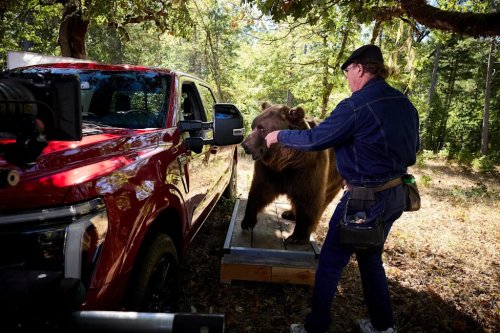 Ford, Ford F-150, An 800-Pound Kodiak Bear Tested Ford F-150's Security Package By Shaking the Truck and Breaking In