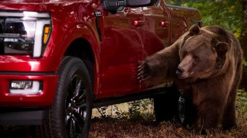 Ford, Ford F-150, Ford Hired An 800-Pound Bear To Test F-150 Security