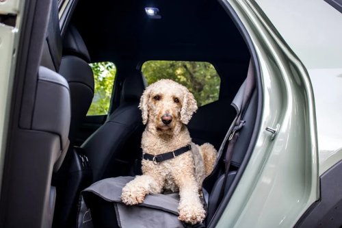 2026 Hyundai Santa Cruz Dog Review: A Small Truck With Big Potential
