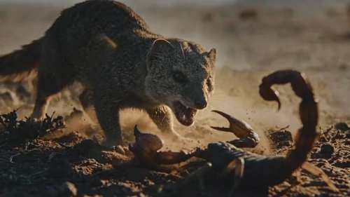 GM, Ford, Diesel War: GM Unleashes 8.3-Liter Mongoose To Hunt Ford’s Scorpion