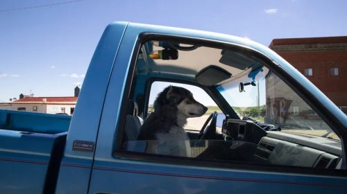 These Are The Best Cars For Your Dog