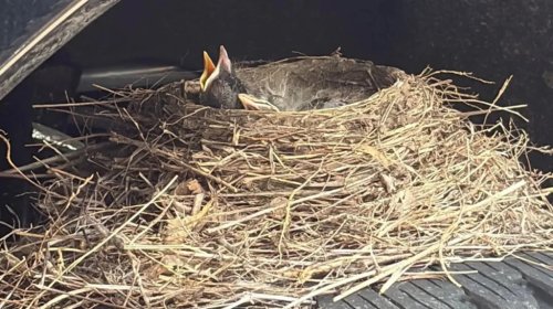 Ford, Ford F-250, Baby Birds That Made A Sold Ford F-250 Their Home Have Officially Flown The Coop