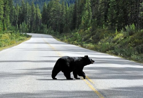 Roadkill Leaves a Scar