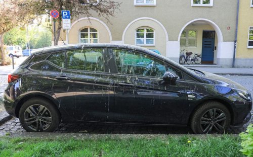 How to prevent bird poo and other tree nuisances from damaging your car
