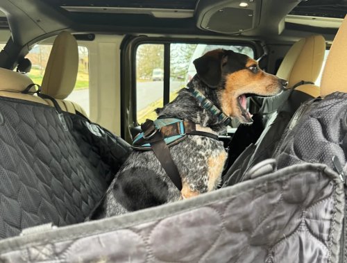 Mopaw’s Pet Travel Accessories Will Keep Your  Dog and Your Jeep—Or Any Car, Really—Cleaner and Happier