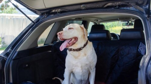 These Are The Best Cars For Your Dog